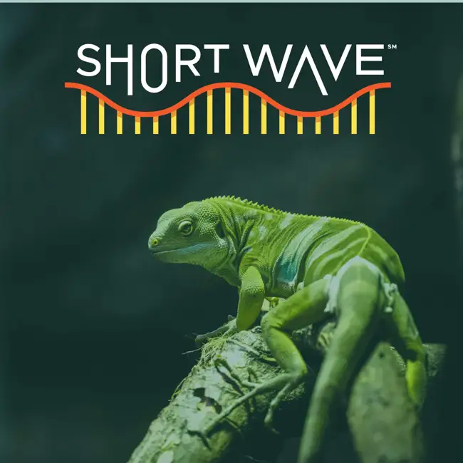 The Iguanas That Rafted To Fiji