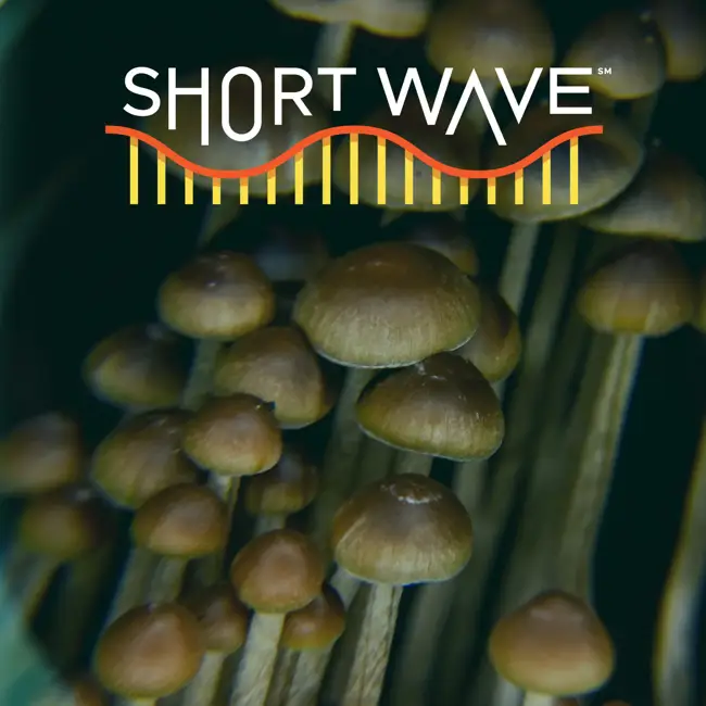 Why The Trip Complicates Psychedelic Research