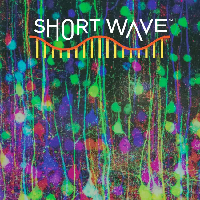 Could Psychedelics Become Tripless?