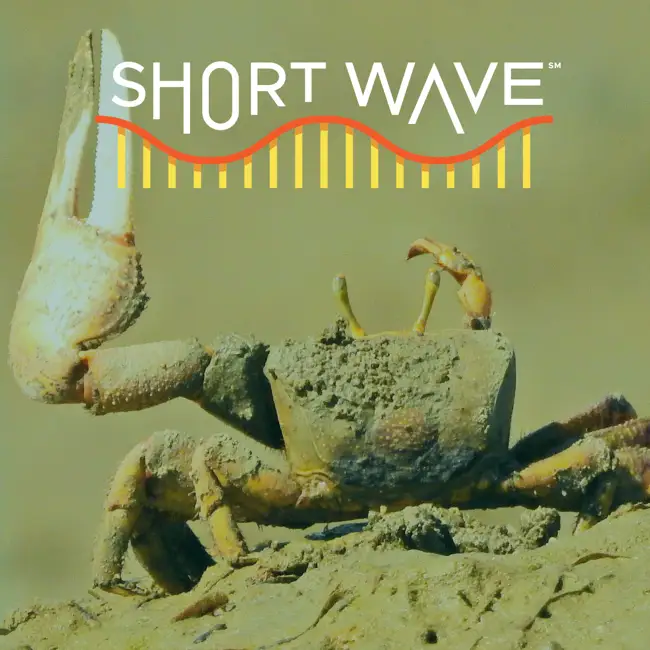 Good Vibrations: How Fiddler Crabs Mate