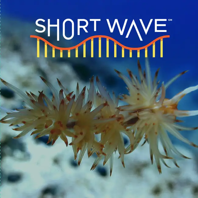 Harnessing Spineless Sea Creatures' Superpowers