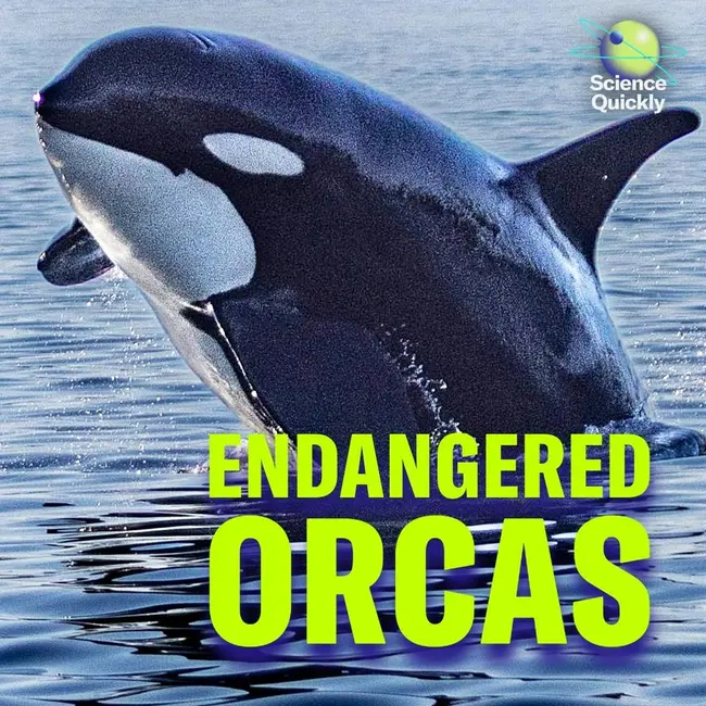 Inside the Struggle to Save an Orca Community - слушать подкаст