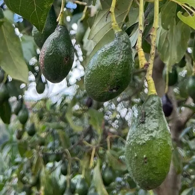 The problem with modern avocados — and the ancient solution