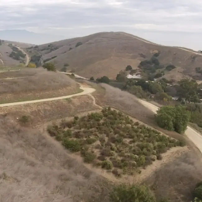 Micro Forests: An Emerging Climate Hero?