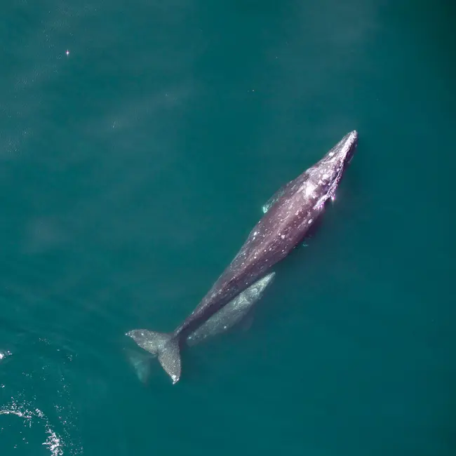 We saved gray whales from extinction. Why are so many dying again?