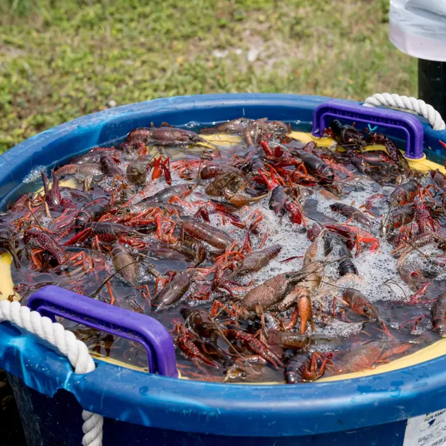 How is U.S. immigration policy hurting a key Louisiana industry?