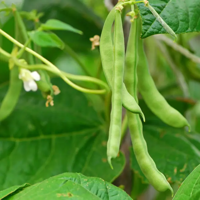 This common garden plant summons wasps as bodyguards