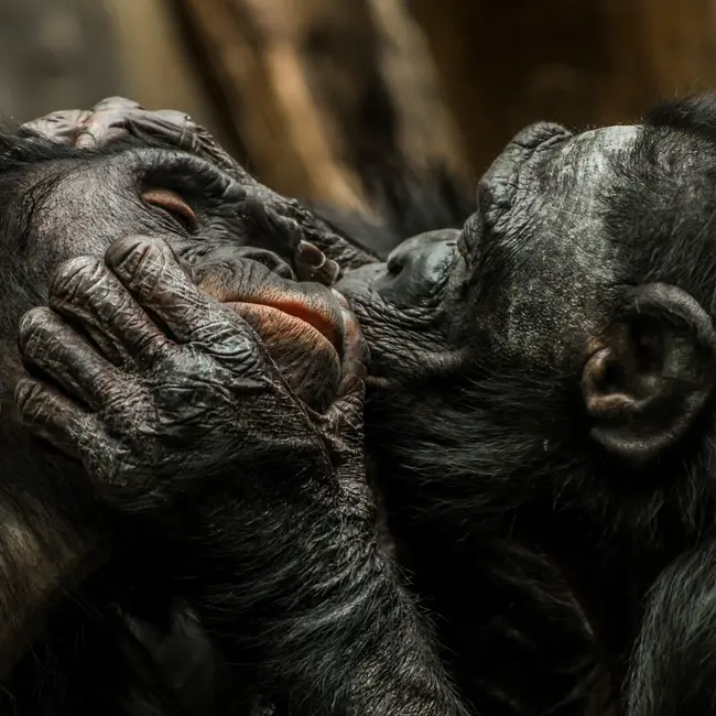 Why do we kiss? It's an evolutionary conundrum