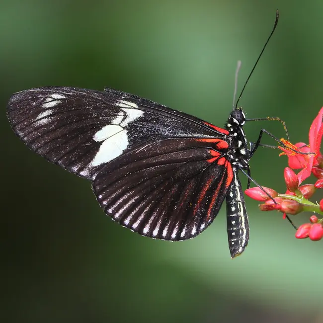 What's this super-aging butterfly’s longevity secret?