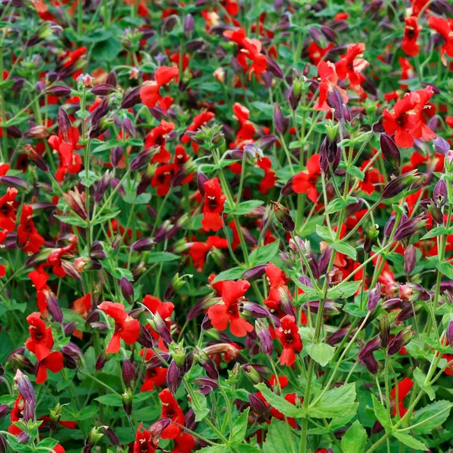 How did these flowers evolve to survive a megadrought?