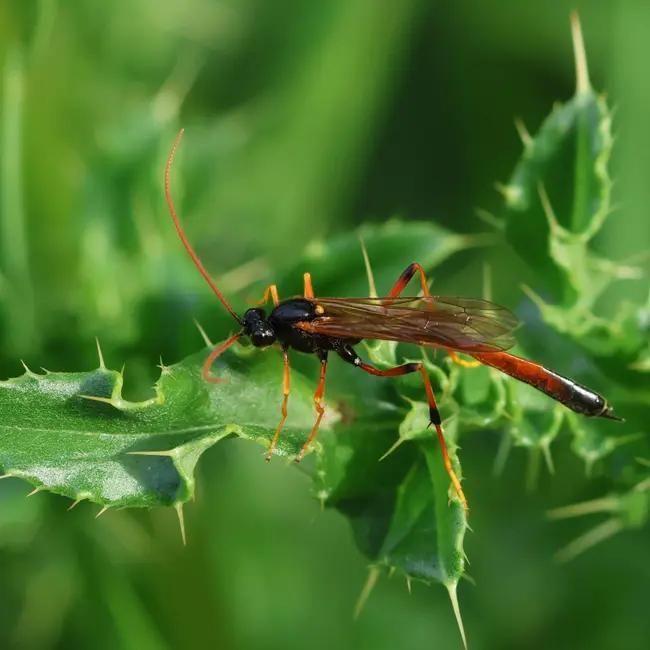 Plot twist: We're probably way undercounting insects on Earth