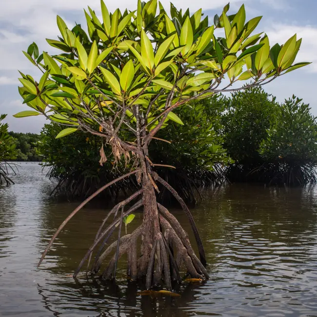 The supertree shielding coastlines and storing carbon