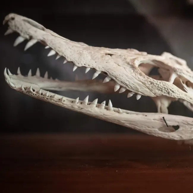What crocodile bones teach us about dinosaurs