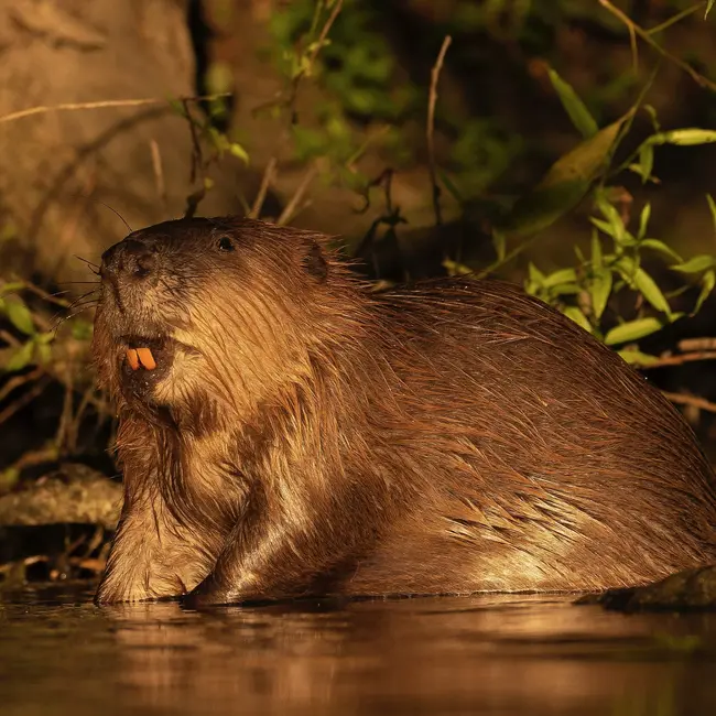 Hot Dam: Why beavers are Britain’s new climate heroes
