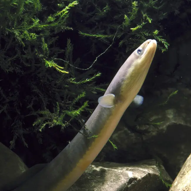 Prepare to be baffled by what we don't know about eels