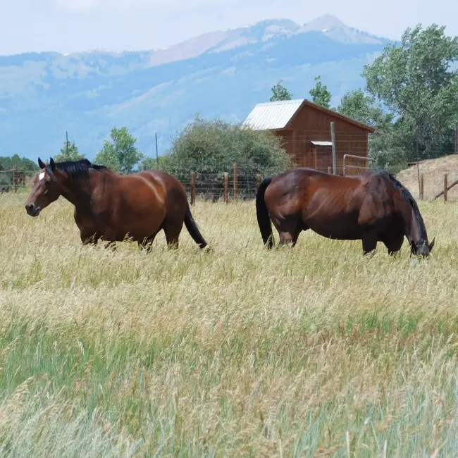 Inside the mysterious minds of  horses