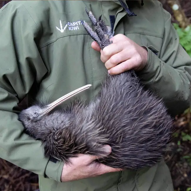 Kiwi vs. Predator
