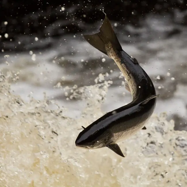 Why Swedish scientists gave salmon cocaine