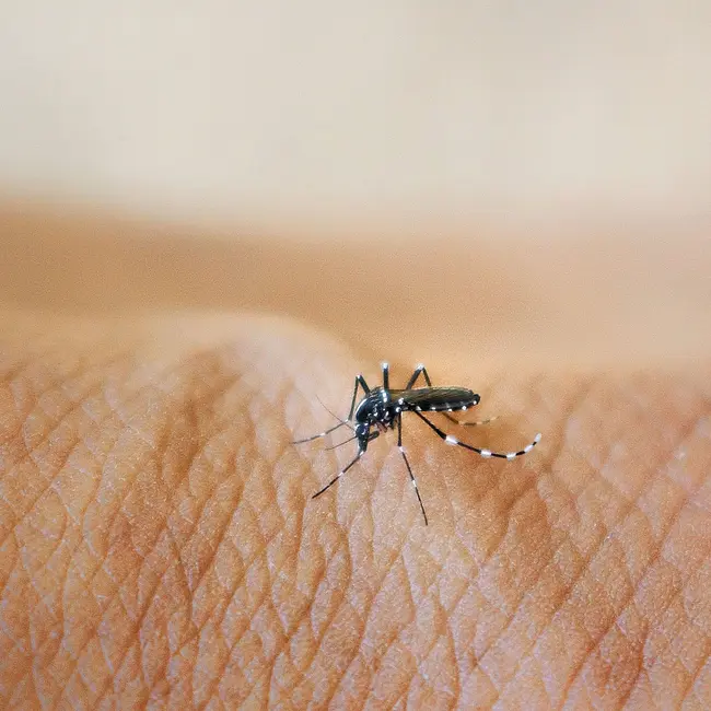 Should we reengineer the world's deadliest animal?