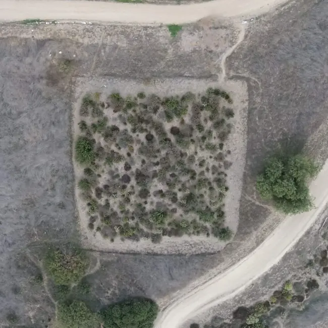 Why are scientists planting tiny forests in big cities?