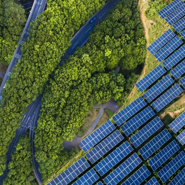 Set up solar, or save a tree? It’s complicated