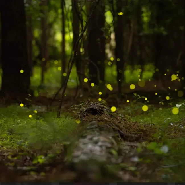 The magic — and science — of synchronous fireflies