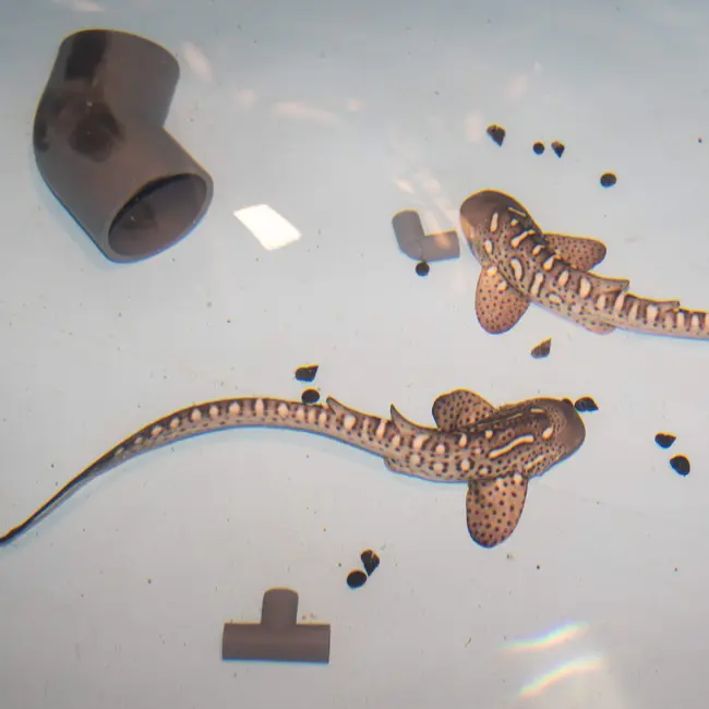 A cooler of eggs and a bold plan to save leopard sharks