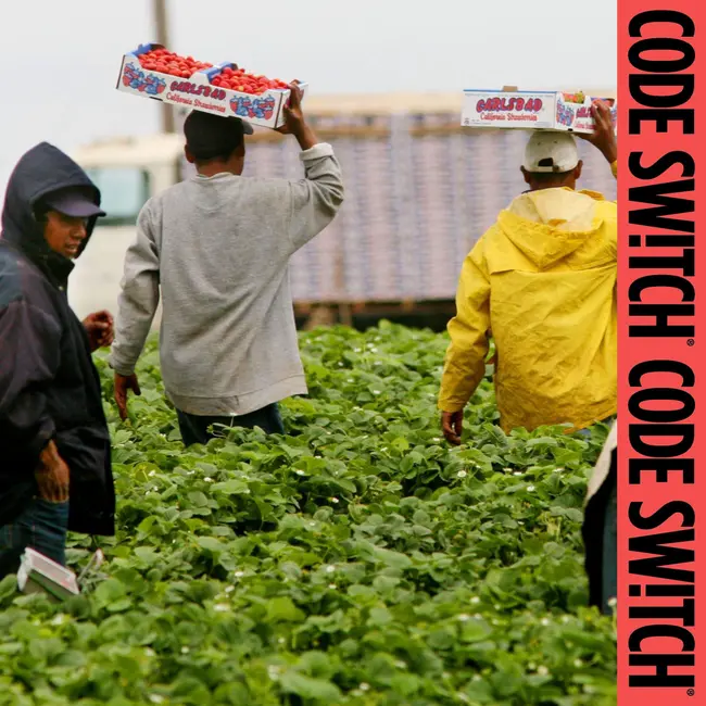 How farm work became the exception to Trump's border crackdown