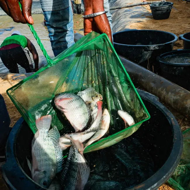 More food and money, less disease: Senegal's surprising eco-experiment