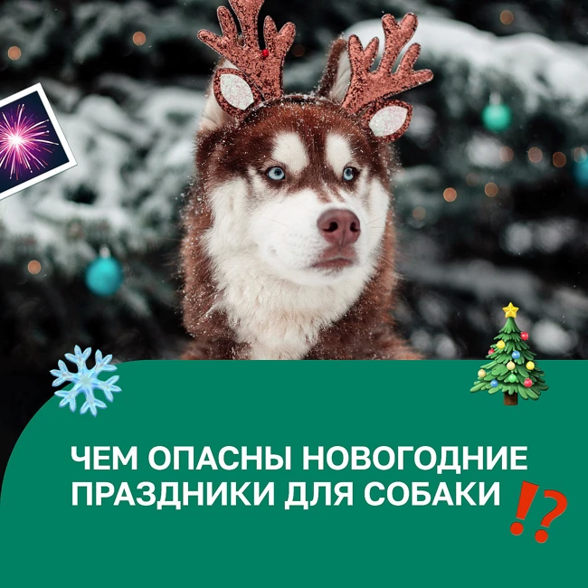 ПОДКАСТ ХВОСТАТАЯ ЗАБОТА #9: Что делать, если собака боится петард?