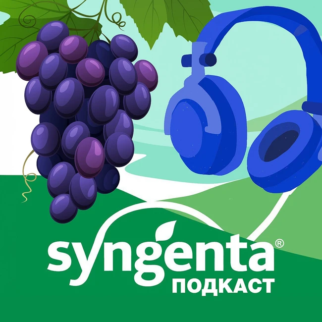 🍇 Как удержать ягоды от растрескивания?