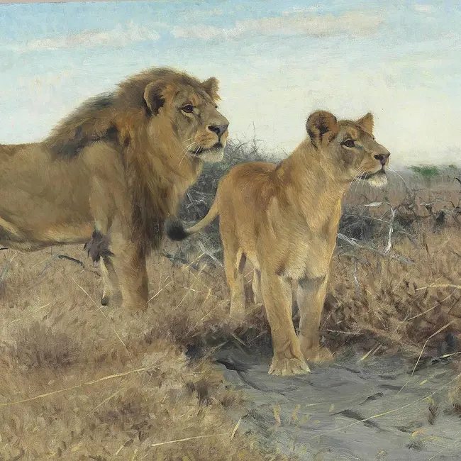 Лев и львица