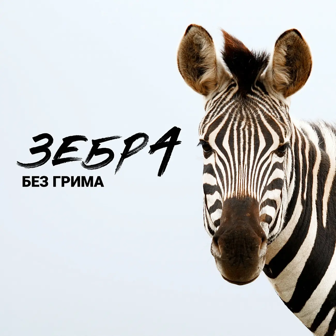 Зебра без грима