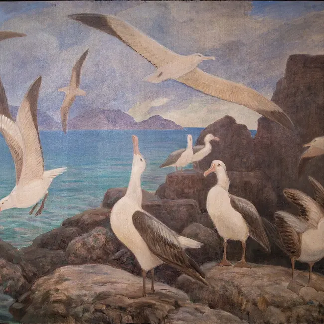 Альбатрос
