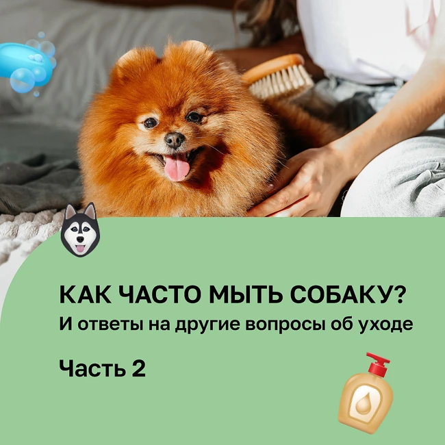 Подкаст выпуск 8 часть 2 Как часто мыть собаку? И другие вопросы об уходе.