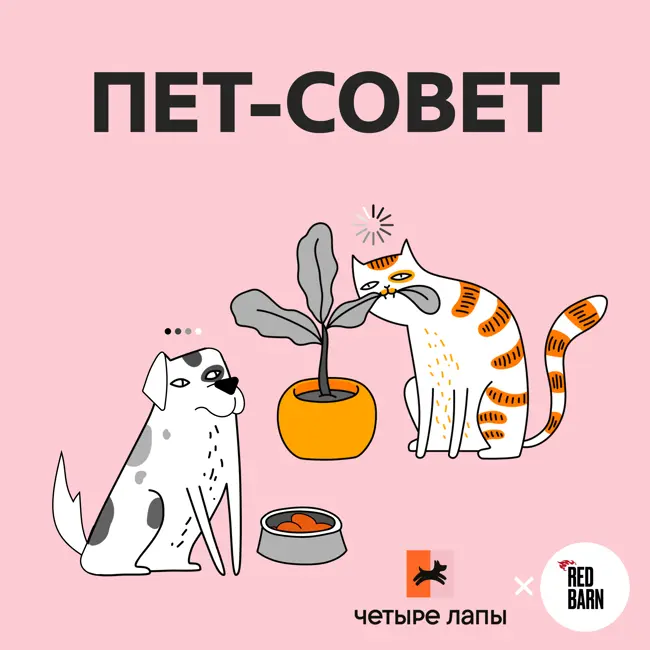 Первая помощь питомцу