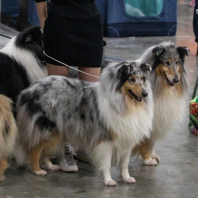 Длинношерстный колли: идеальный компаньон