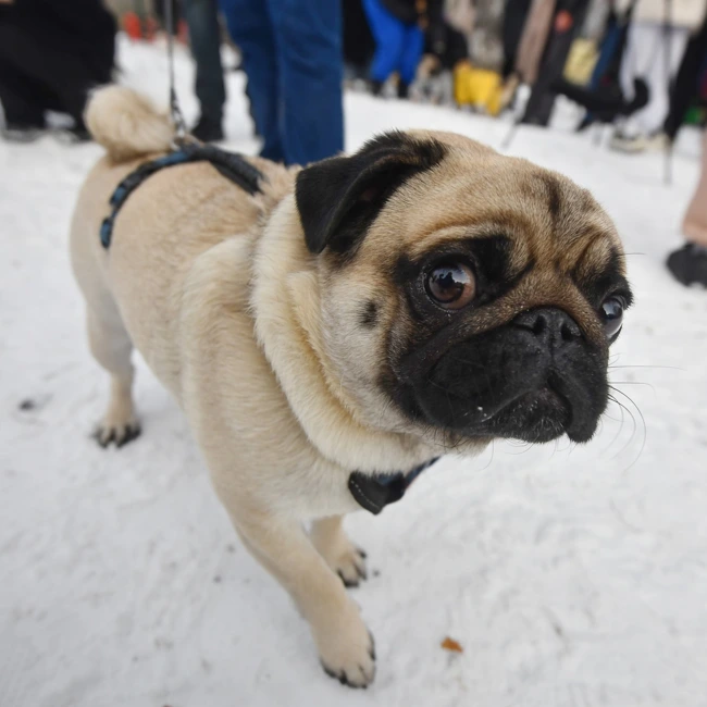 Мопсы: древние, верные, любящие. Любят, когда их жмякают