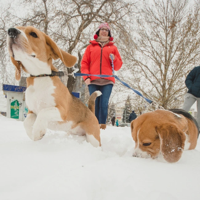 Бигль - веселая гончая с высоким интеллектом