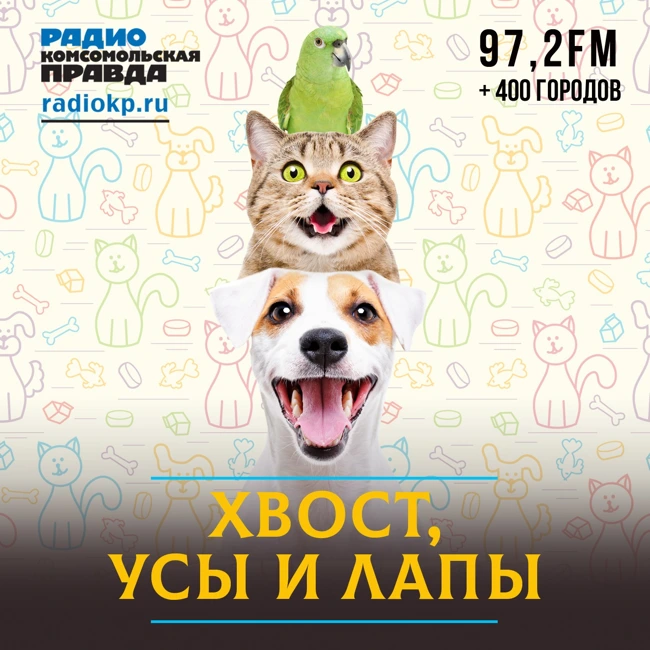 Животные под защитой. Или нет? Как регионы контролируют сферу обращения с животными