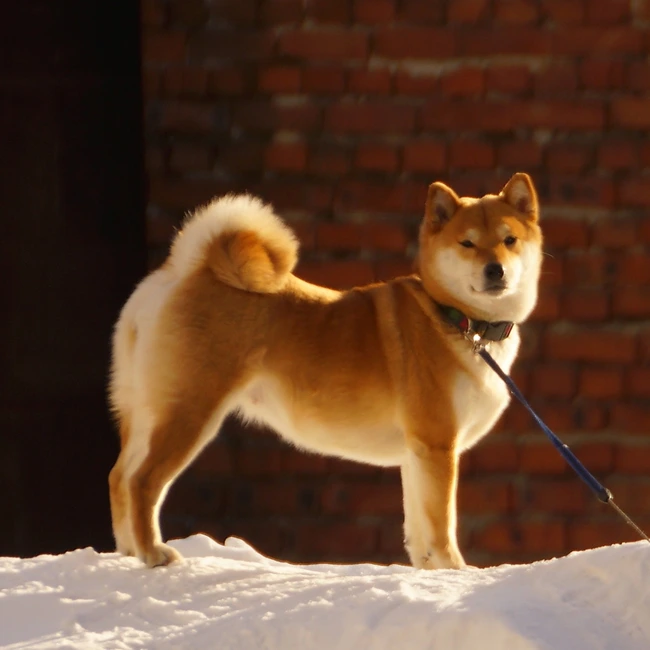 Сиба-ину: собака-улыбака с характером кошки. Кому подойдет и как воспитывать
