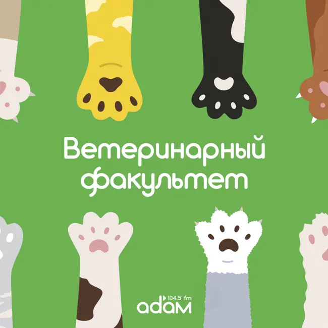Ветеринарный факультет. Почему кот ест пенопласт?