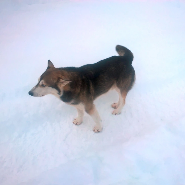Благодарю уважаемого Алексея Анатольевича за поддержку