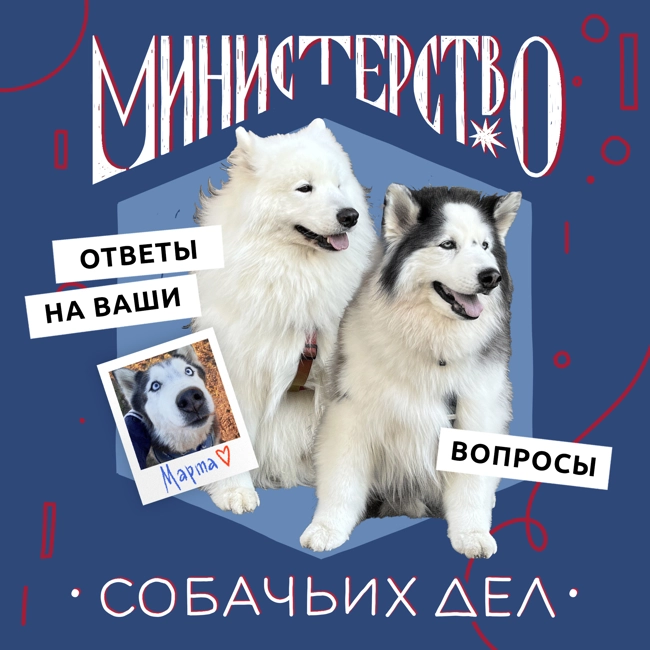 «Я очень хочу собаку, но…». Выпуск с ответами на ваши вопросы