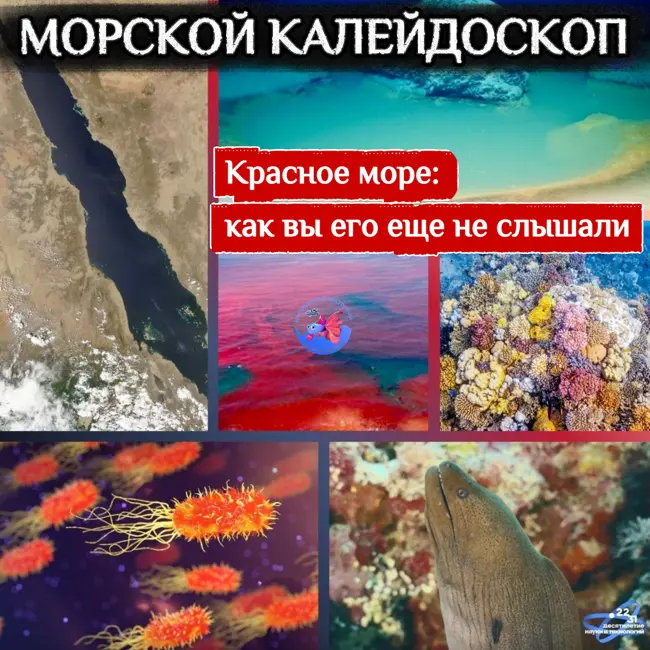 Красное море: таким вы еще его не слышали