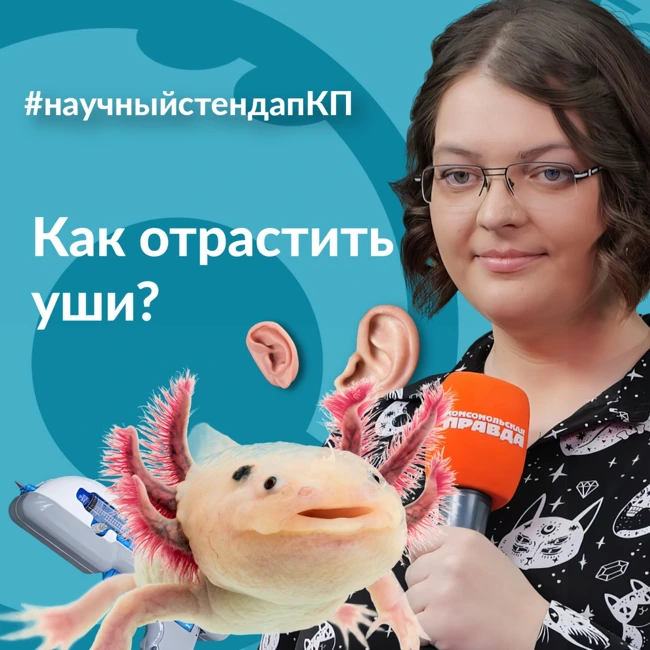 Как отрастить уши?