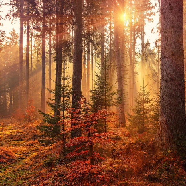 forest pdcst13