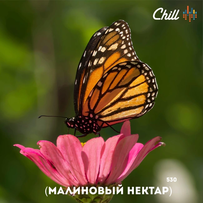 Малиновый джем. CHILL от 11.09.25.