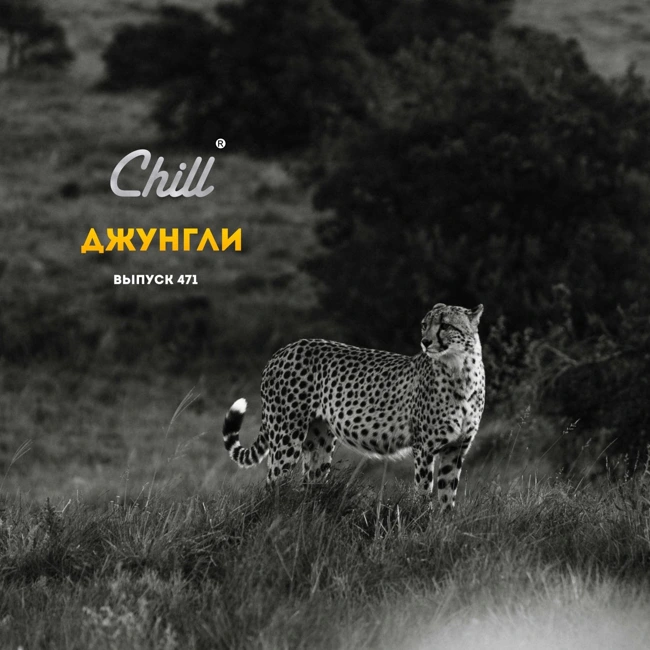 Джунгли. CHILL от 03.05.24.