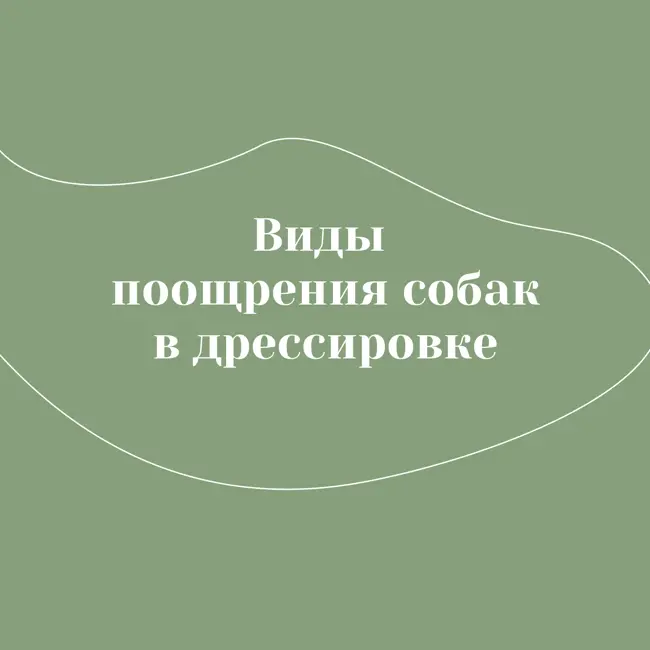 Виды поощрения собак в дрессировке